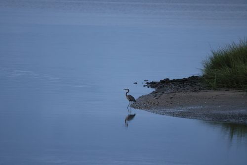 Free Great Blue Heron stands in calm waters near grassy shore, Stamford, CT. Stock Photo