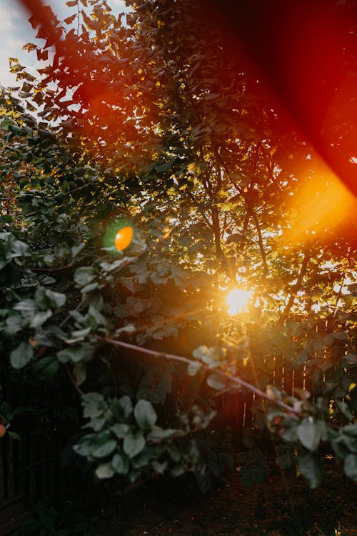 คลังภาพถ่ายฟรี ของ ช่วงแสงสีทอง, ดวงอาทิตย์, ต้นไม้สีเขียว