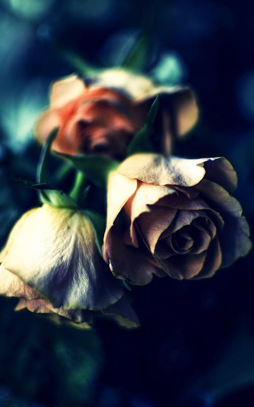 Two Brown Flowers in Bloom