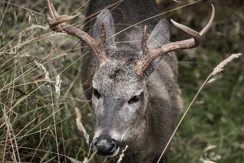 Photograph of a South Andean Deer