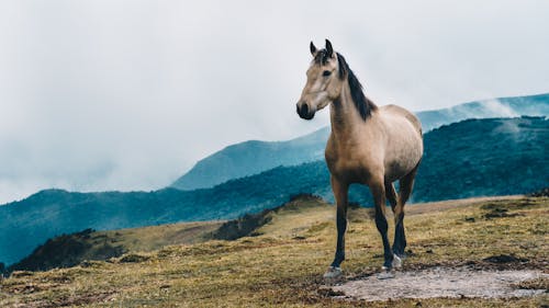 Brown Horse in the Mountain
