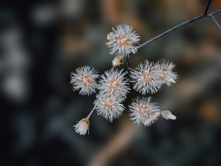 Branch With Delicate Flowers