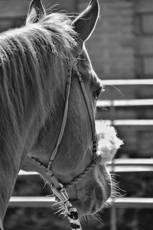 Grayscale Photo of Horse Head