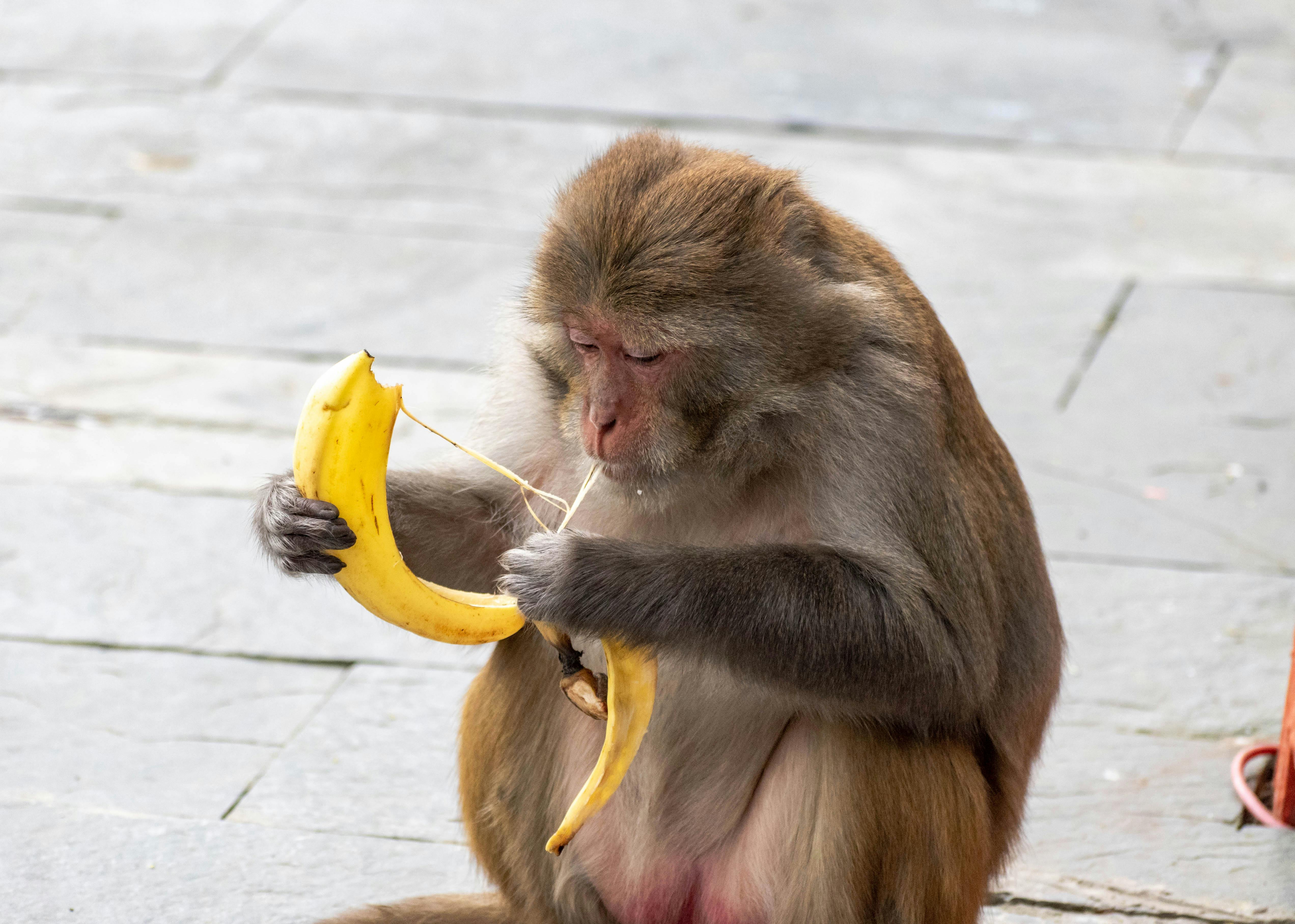 Monkey Banana Download - You need to put the monkey on the correct