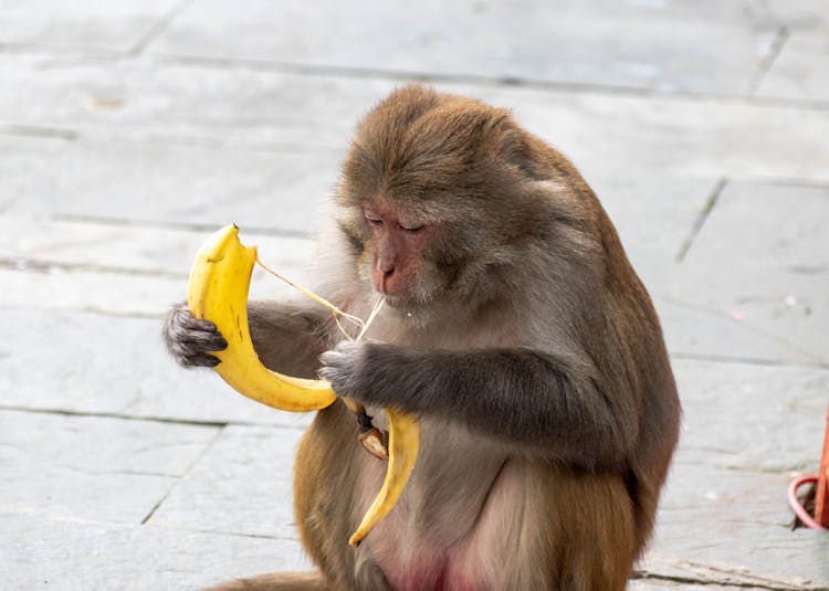 Brown Monkey Holding A Banana Peel