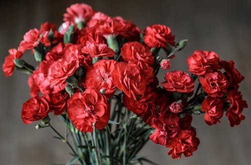Bunga Petaled Merah