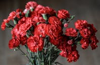 充满活力的红色康乃馨盛开的特写镜头令人惊叹