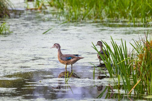 Fotos de stock gratuitas de animales, aves, aves acuáticas