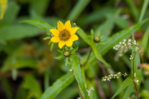 Yellow Flower in Tilt Shift Lens