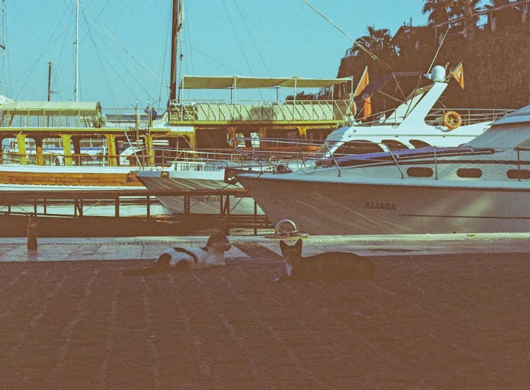 Dog And Cat Lying At The Harbor