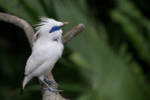 Selective Focus Photography of Bali Myna Perching on Branch