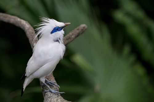Free A striking Bali myna bird perched on a branch with vivid blue markings against lush green foliage. Stock Photo