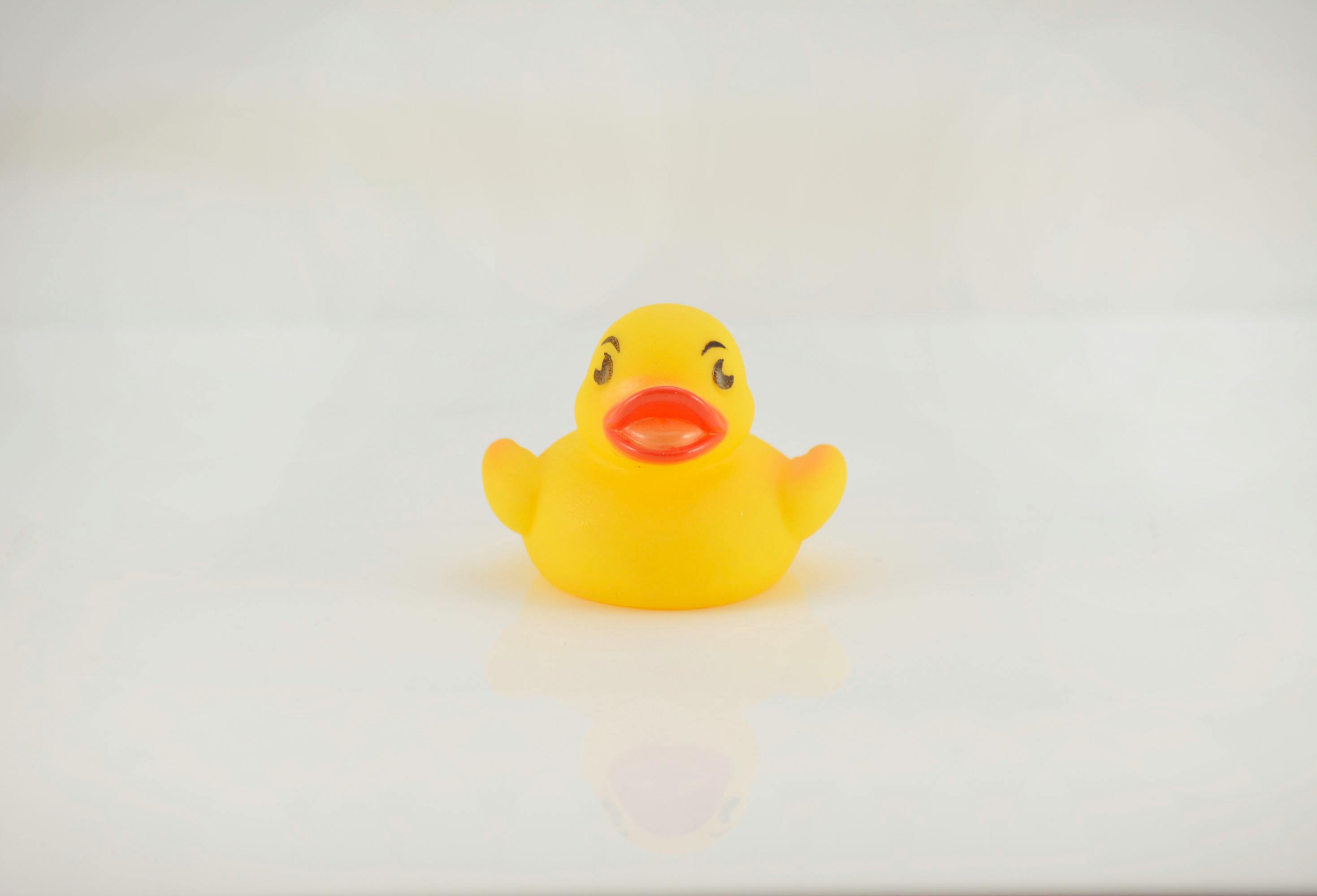 Free stock photo of bath toy, ducky, rubber animal