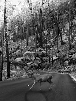 Black and white photo of a deer crossing a road through a forest landscape.