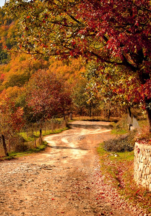 Imagine de stoc gratuită din arbori, cădere, codru