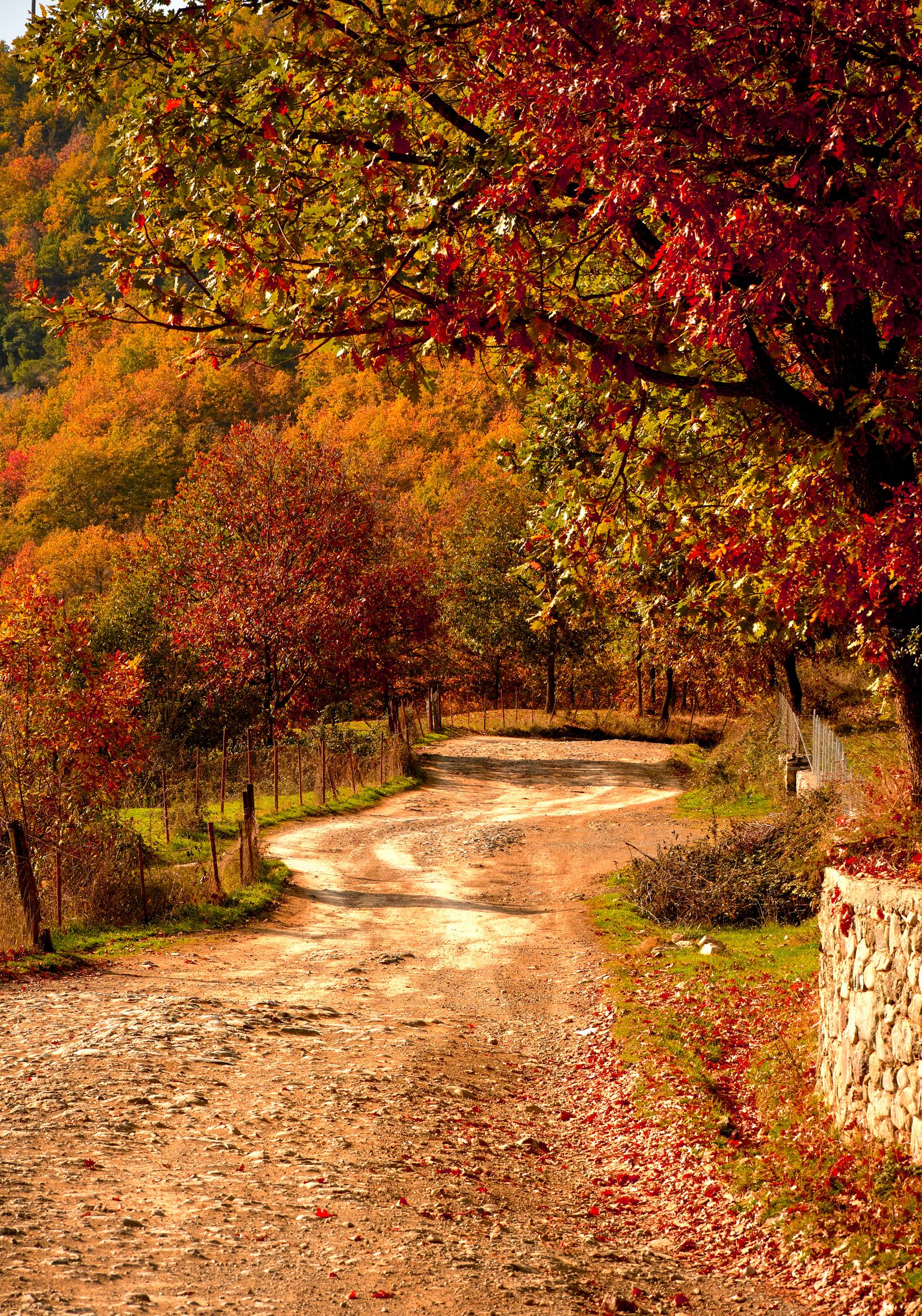 Winding dirt road through autumn foliage in Dibër County, Albania