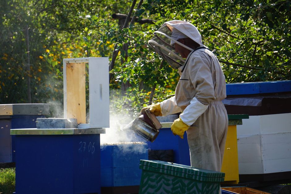 A beekeeper calmly managing hives with a smoker in a lush garden setting, surrounded by healthy bee colonies