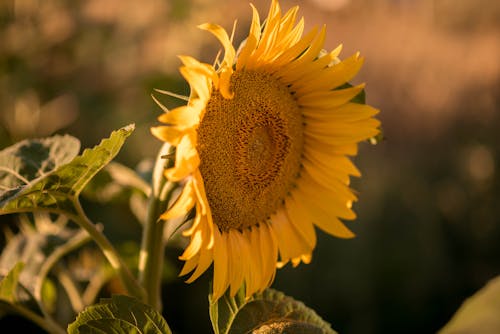 Beautiful Sunflower with Green Leaves 