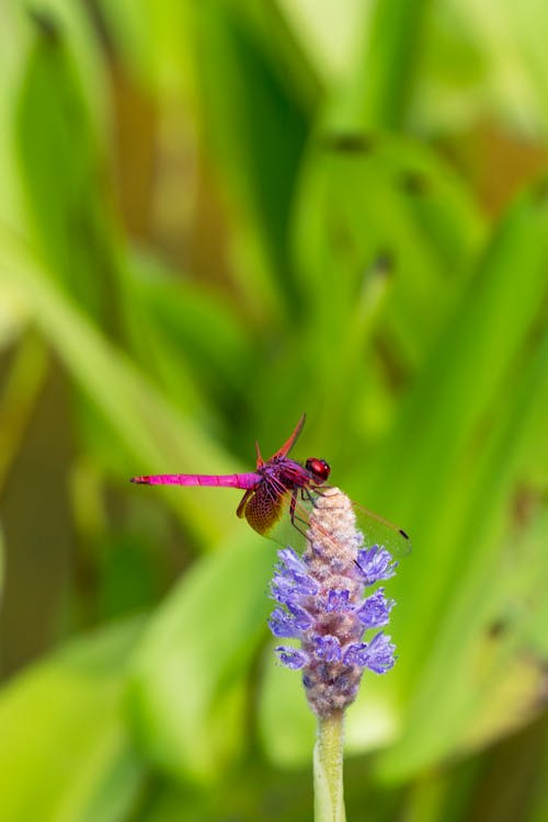Macro Shot Photography Of Dragonfly On Purple Flower