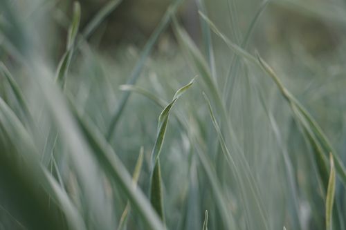 Free A serene close-up of green grass blades captured in soft focus, evoking a sense of tranquility. Stock Photo