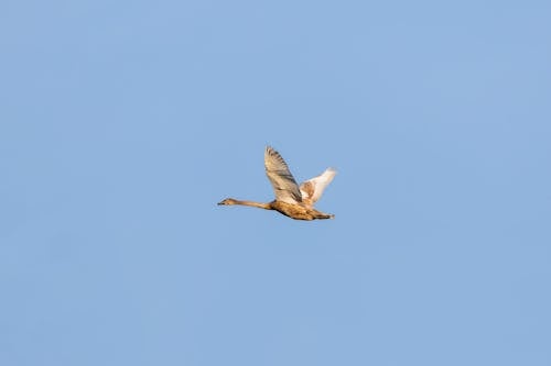 Безкоштовне стокове фото на тему «білий птах, блакитне небо, жаб’яча перспектива»