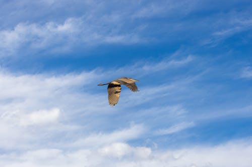 Brown Bird Flying in the Air