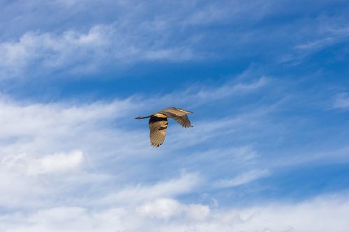 Free A majestic bird with spread wings flies high against a cloudy blue sky, symbolizing freedom. Stock Photo