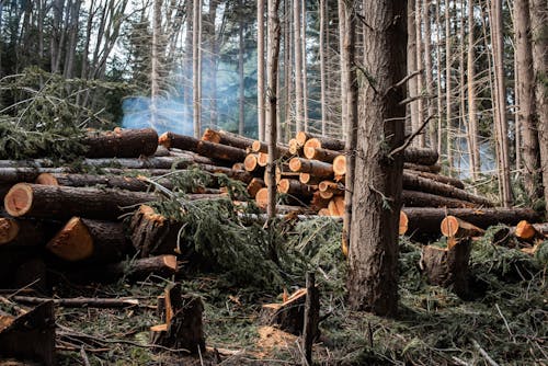 Gratis arkivbilde med skog, tømmerstokker, trær