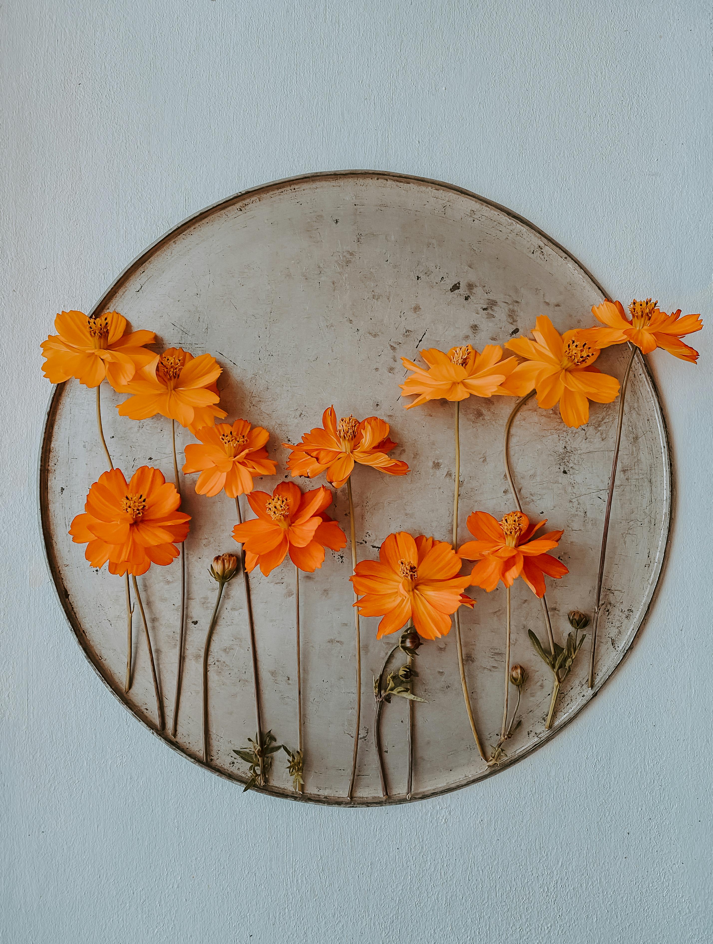 Bright orange cosmos flowers arranged artistically on a circular frame against a white backdrop.