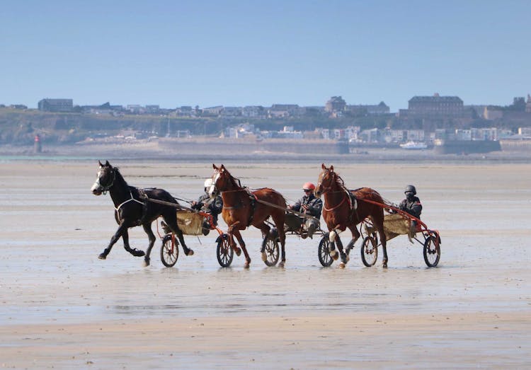 Horses Running On A Field