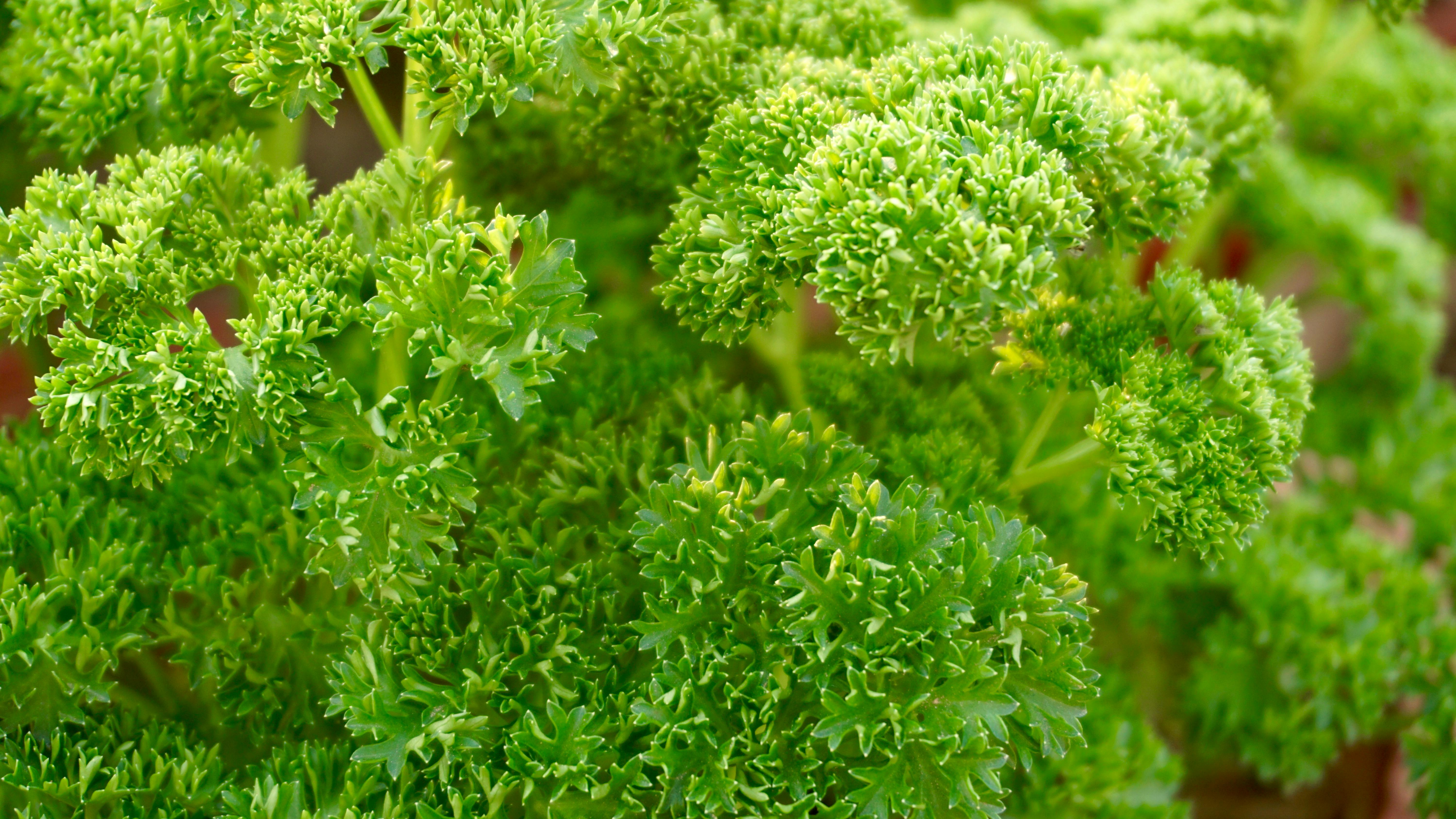 Free Stock Photo Of Desktop Wallpaper Green Nature