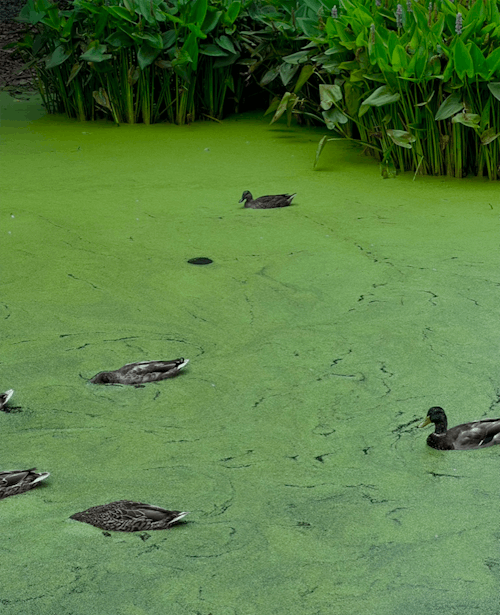Foto profissional grátis de ecológico, fundo de tela verde, lago