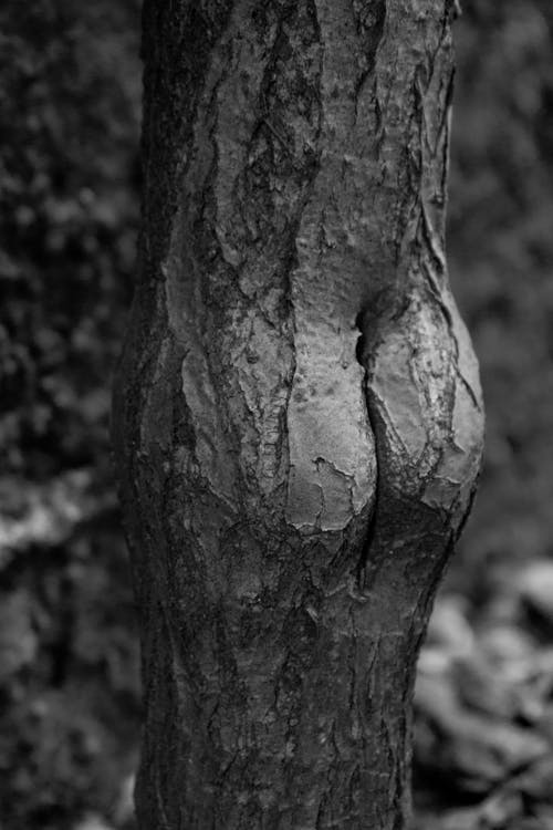 Black and White Photo of a Tree Trunk