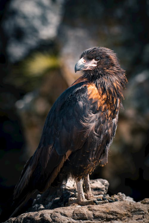 Photos gratuites de aigle, animal, bec