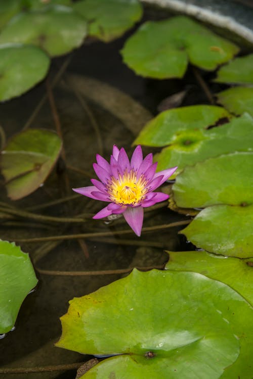 Бесплатное стоковое фото с nymphaeaceae, вертикальный выстрел, водяная лилия