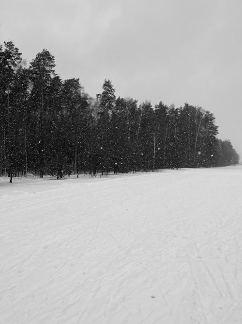 Fotos de stock gratuitas de arboles, blanco y negro, cubierto de nieve