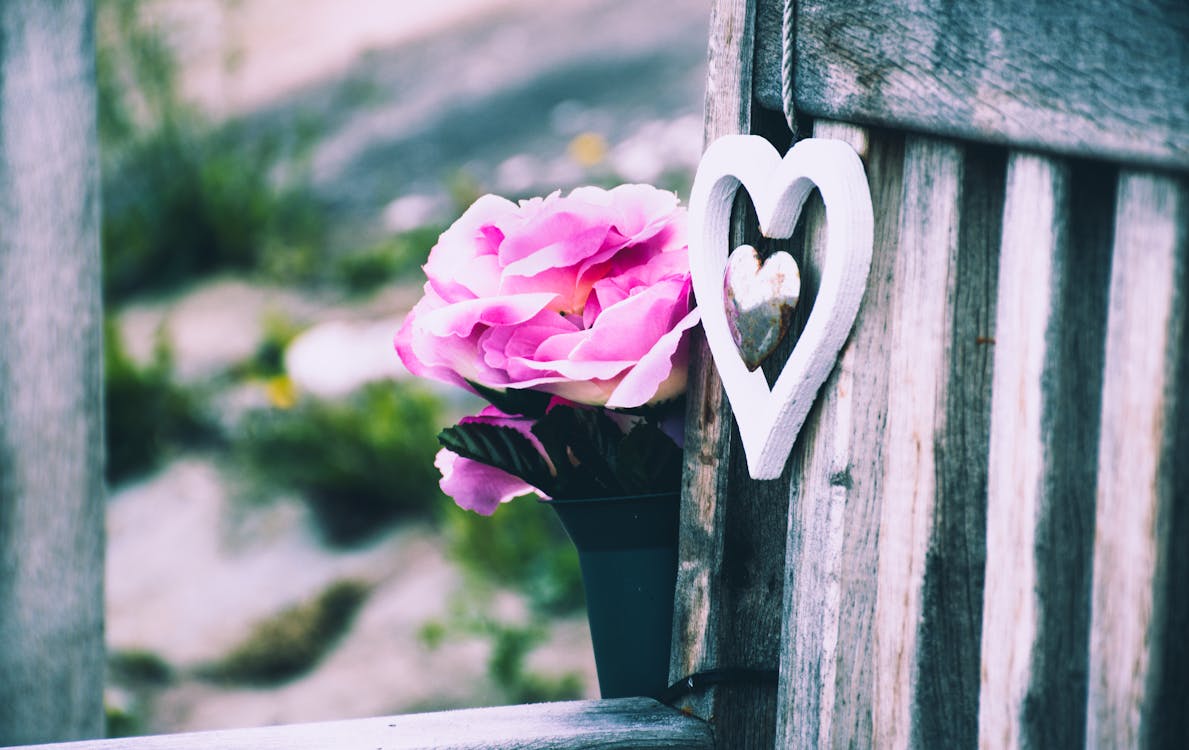Ücretsiz Gri Ahşap Wal Yanında Pembe Gül çiçeği Ve Gümüş Renkli Kalp Kolye Seçici Odak Fotoğrafı Stok Fotoğraflar