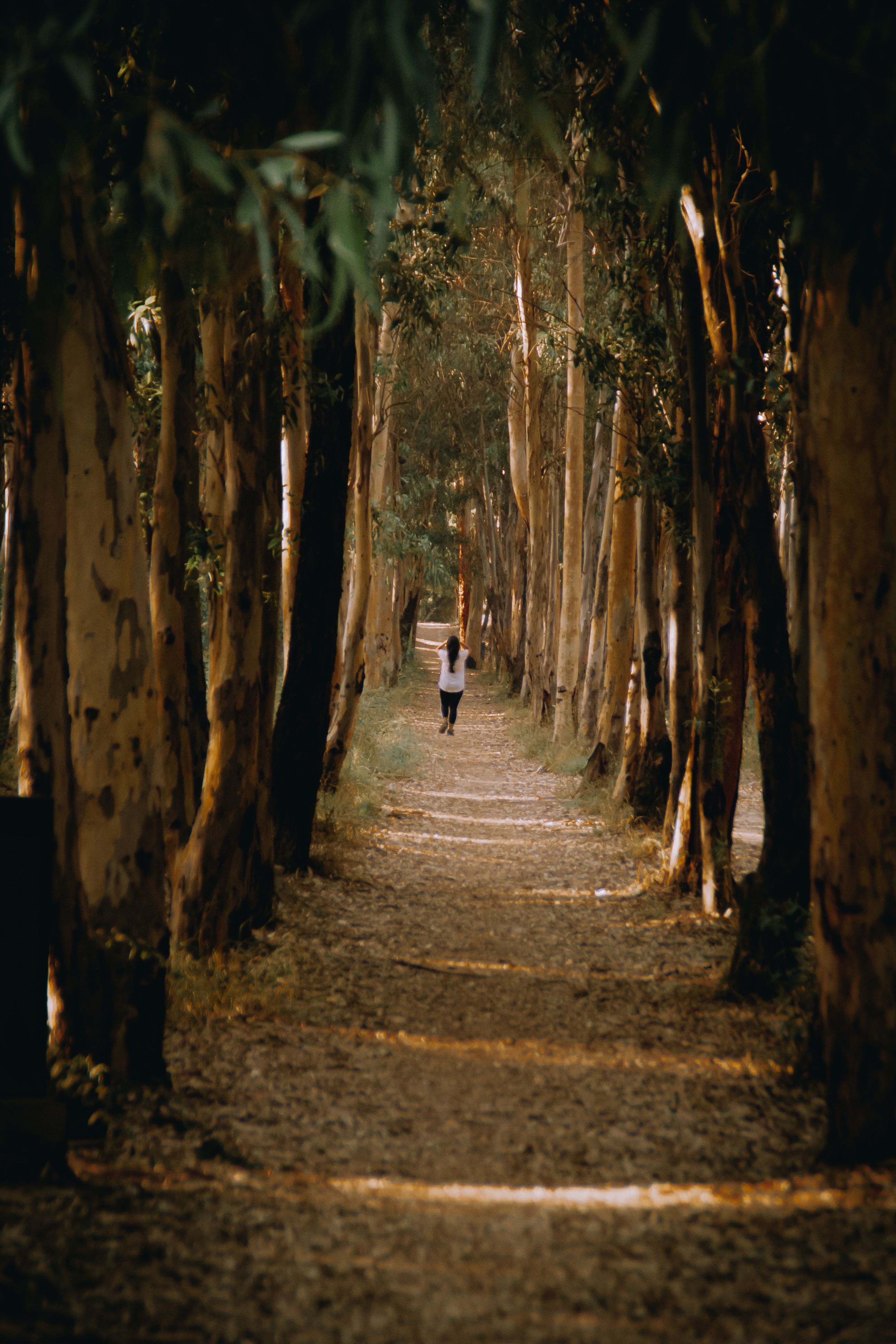 A Person Walking on Pathway in Between Trees · Free Stock Photo