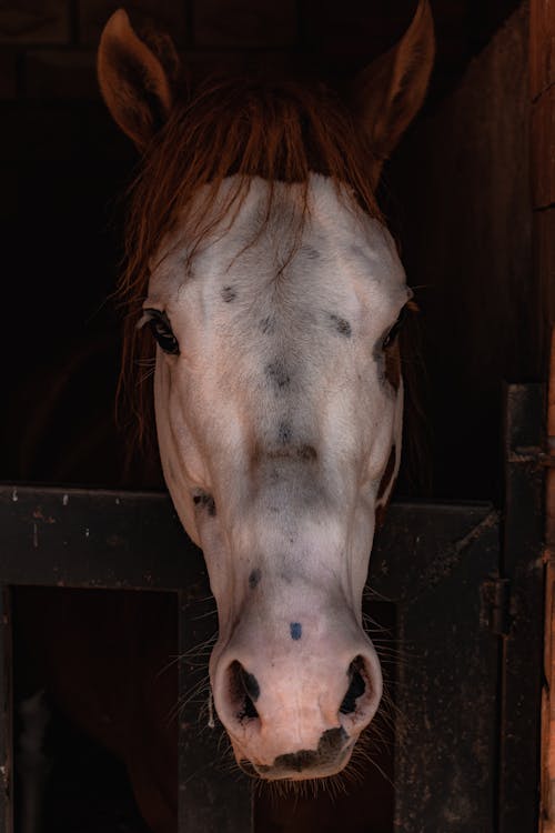 Fotos de stock gratuitas de caballo, crin, de cerca