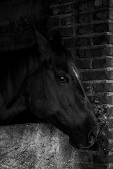 Monochrome image capturing a close-up of a horse's head peering outside a stable.
