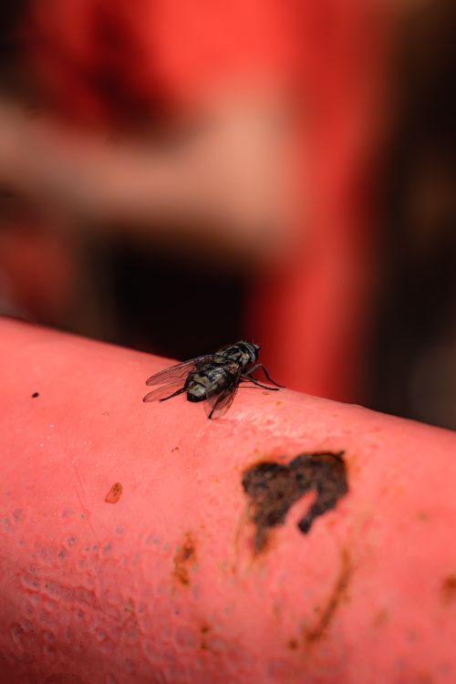 Free Detailed shot of a fly perched on a rusty, red surface with blurred background. Stock Photo