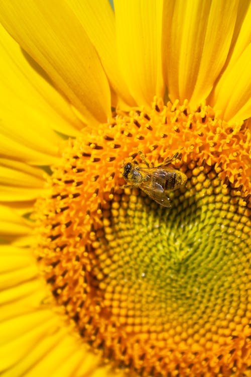 Bee Perched on Yellow Blooming Flower