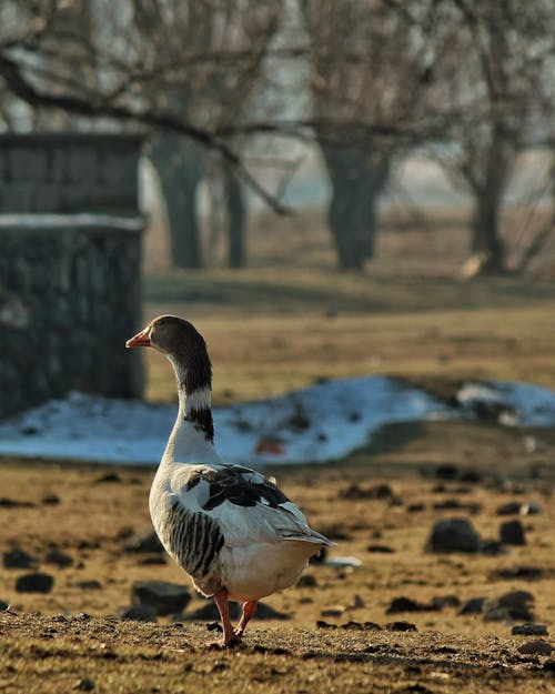 Goose Walking on Rocky Ground