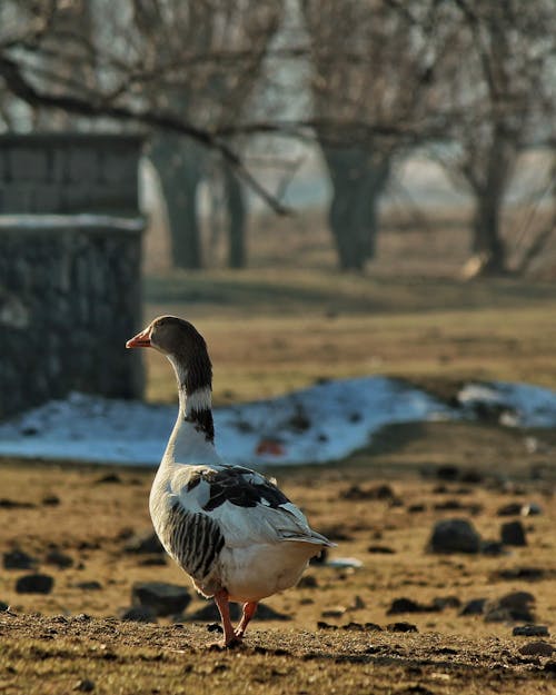 Fotos de stock gratuitas de animal, caminando, de cerca