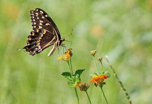 Close Up Photo of Butterfly on Flower