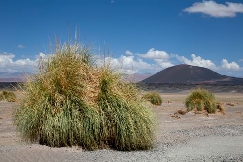 Free Expansive desert view with clumps of dry grass and distant mountain under a clear blue sky. Stock Photo