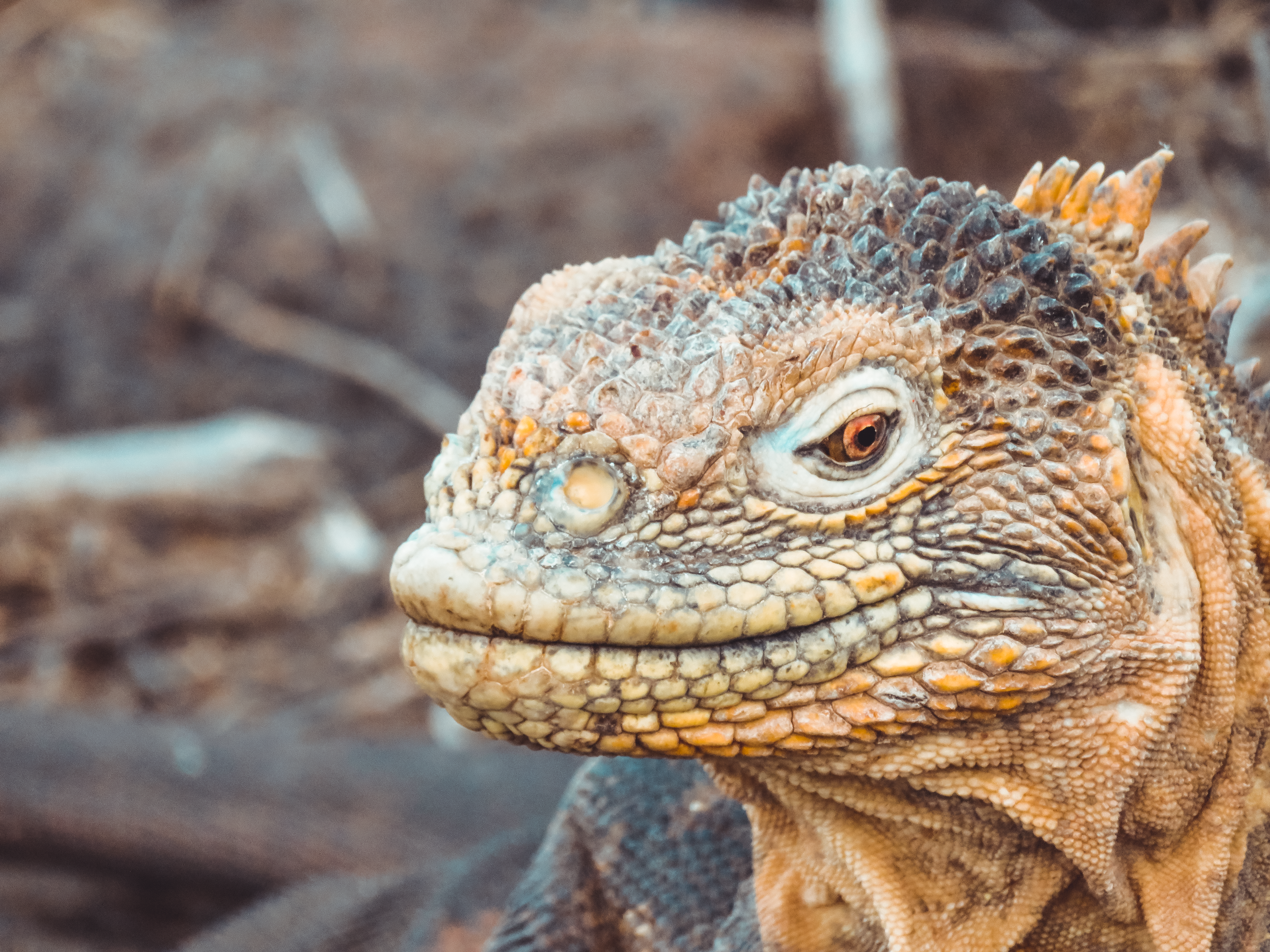 Detailed close-up of an iguana showcasing its textured scales and natural coloring.