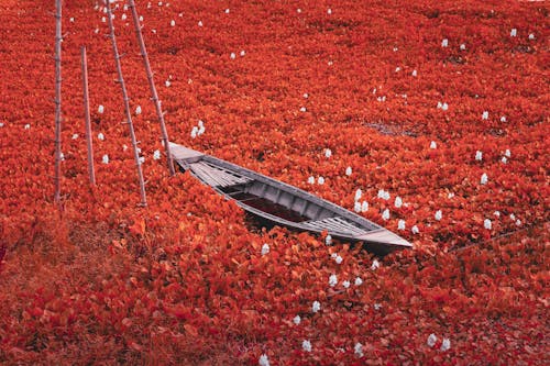 Red Flowers around Wooden Boat