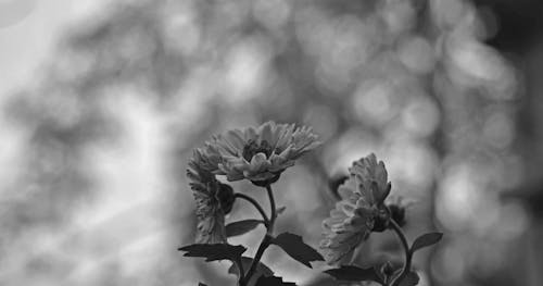 Free stock photo of black and white, bloom, blossom