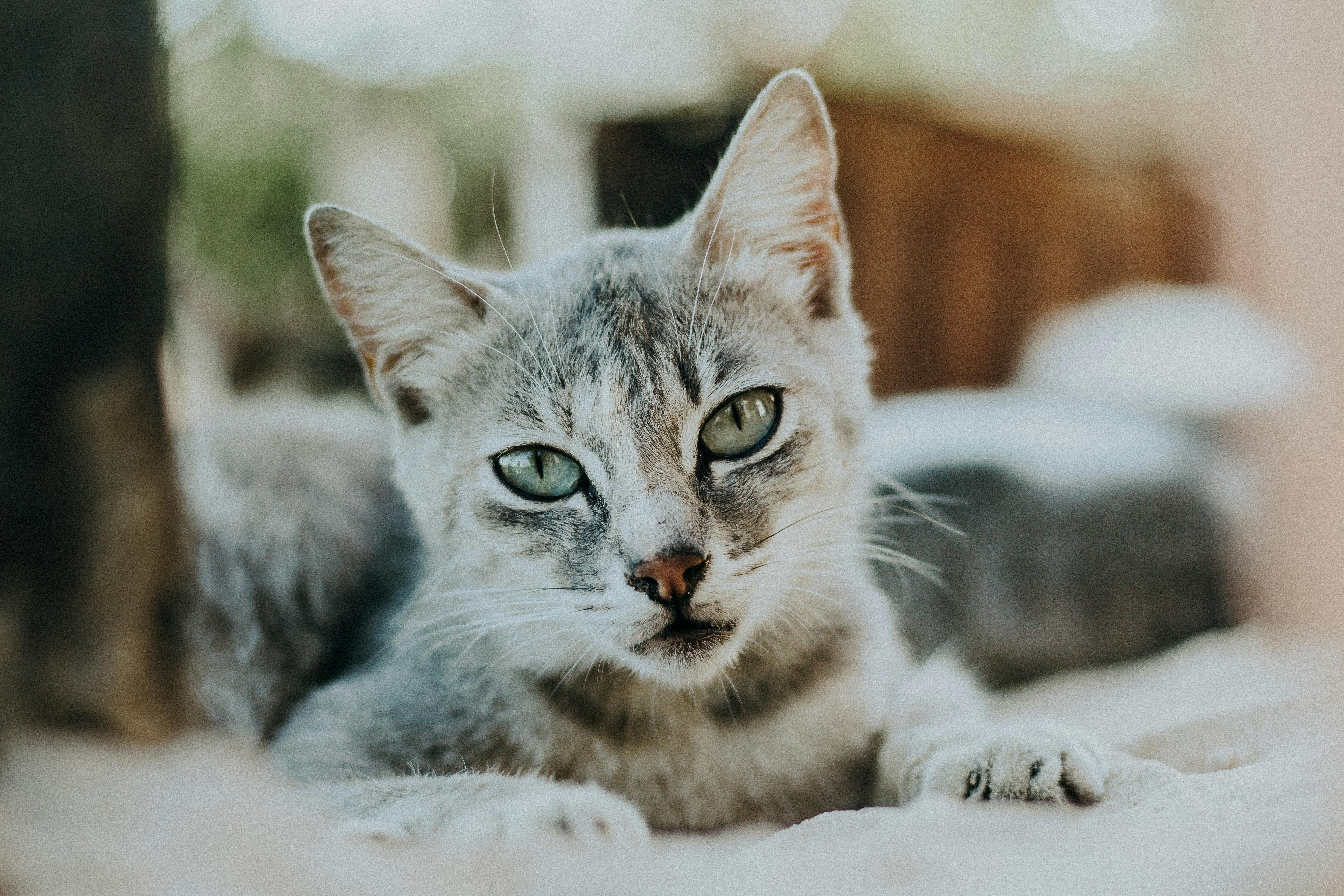 誠品生活台南4/2起推出2米高「花花市長」貓咪主題熱點，5大必打